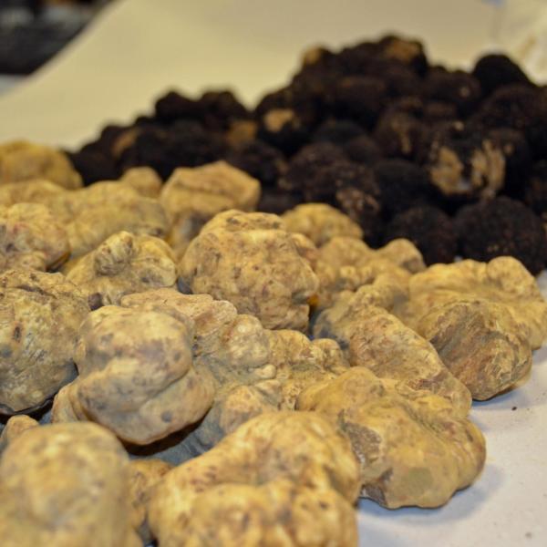 Al via la 22esima Sagra del Tartufo a Campovalano di Campli: date, programma e menù