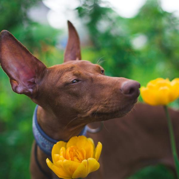 I cani soffrono di allergia al polline? Sintomi e cosa fare