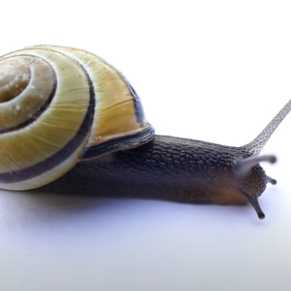 Dove si trova la sequenza di Fibonacci in natura?