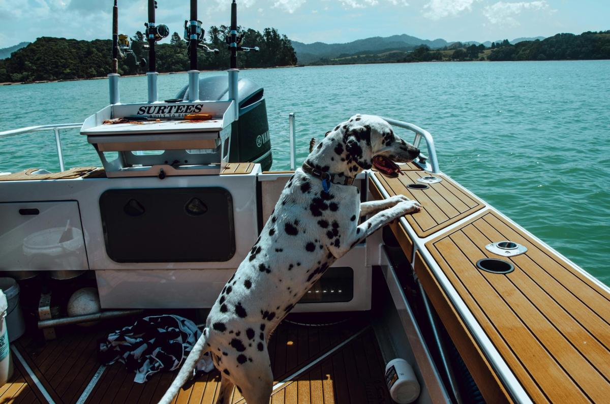 Posso portare il mio cane in barca? Suggerimenti per una vita di bordo serena