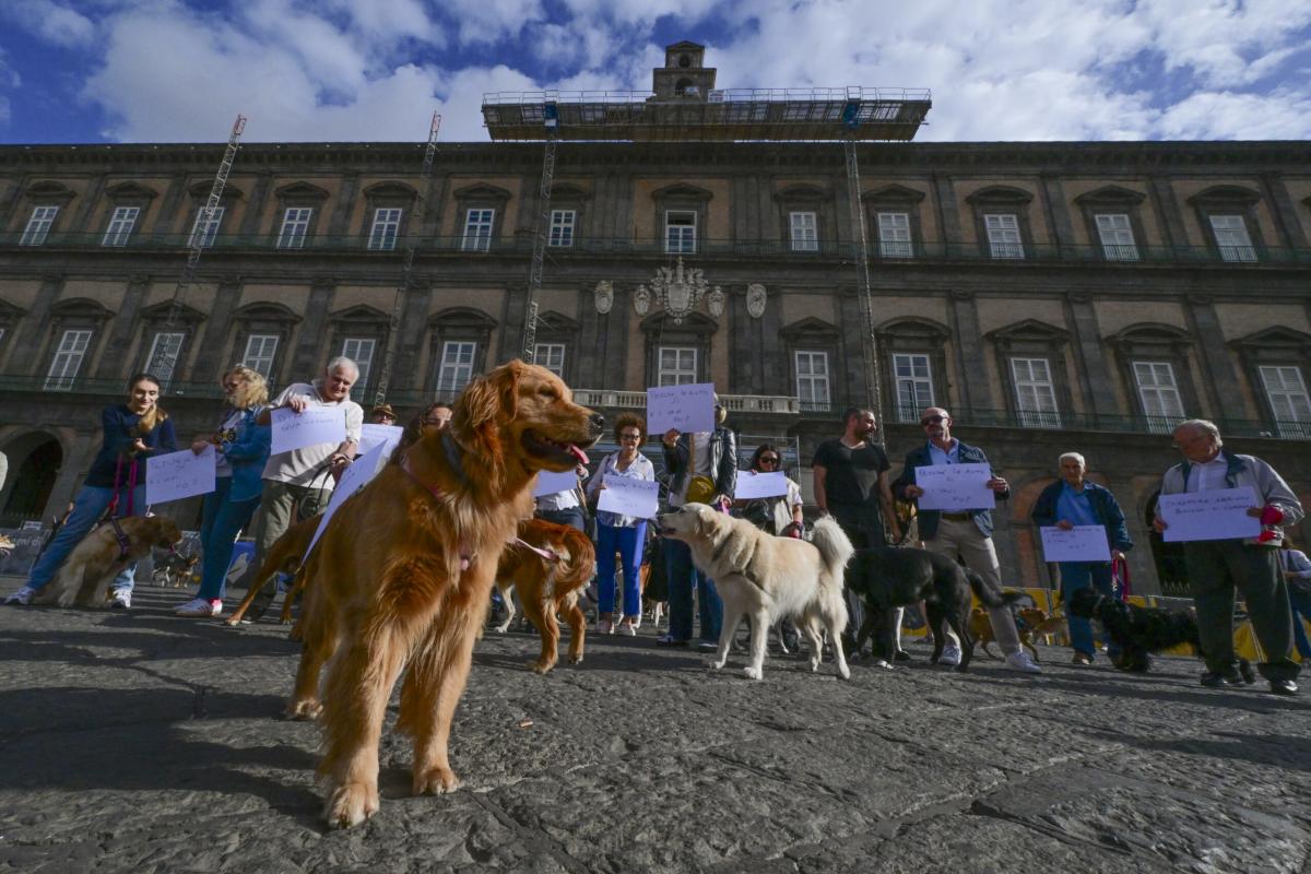 Corea del Sud, l’Assemblea Nazionale approva una legge contro il consumo di carne di cane