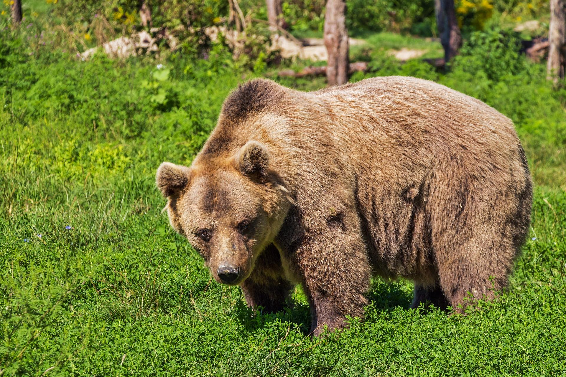 Incontro con orso, cosa fare in questi casi