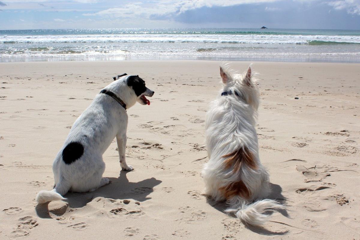 Vacanze con il cane: 10 consigli