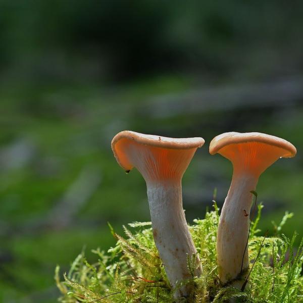 Delizie del sottobosco: le ricette con i funghi cardoncelli