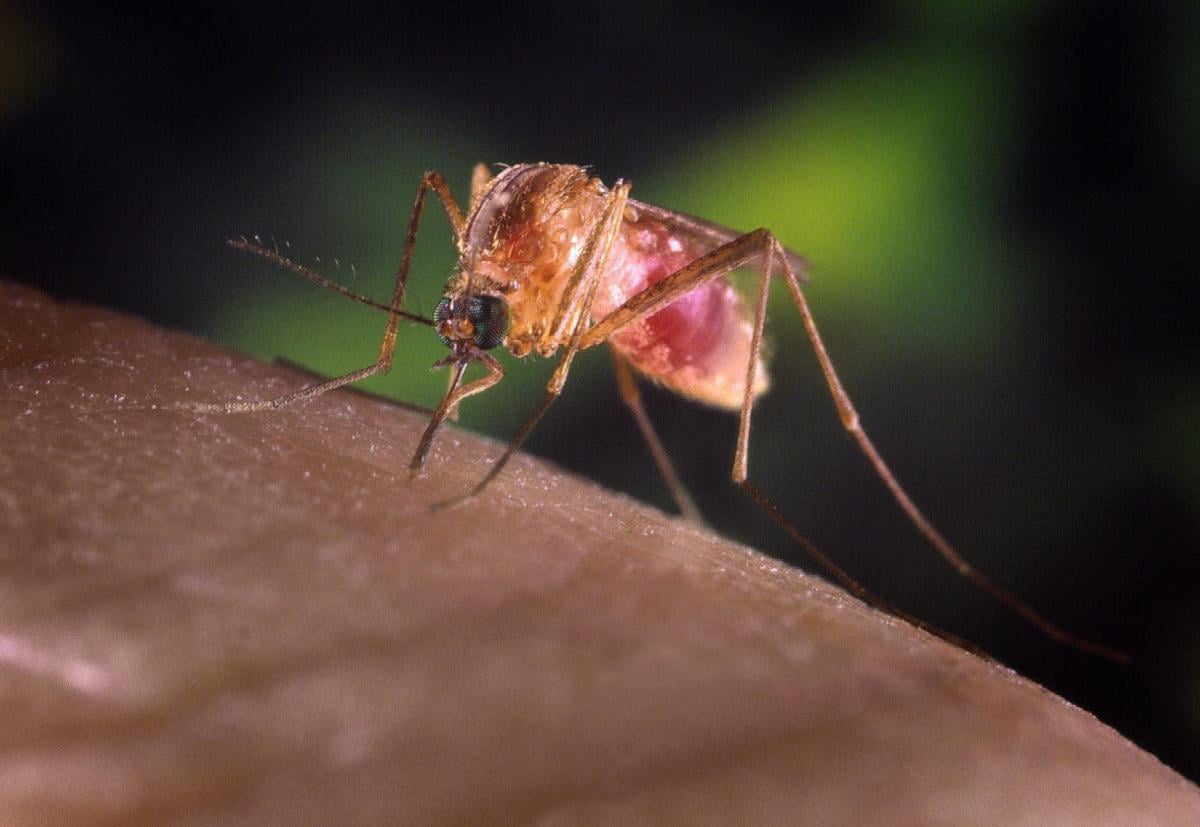 Che cos’è il West Nile, il virus del Nilo con sei casi accertati da…