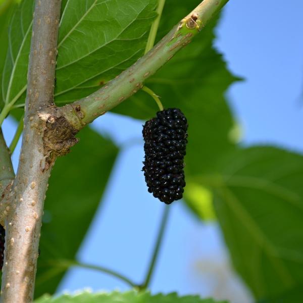 Sapori d’infanzia con la marmellata di more di gelso