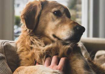 Quali sono i sintomi di demenza nei nostri animali domestici?