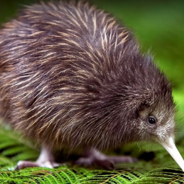 In Nuova Zelanda apre il primo ospedale dedicato ai Kiwi, l’uccello a rischio di estinzione