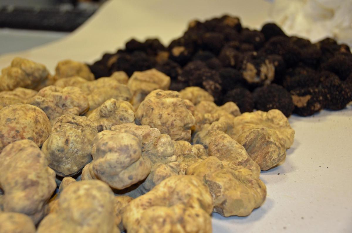 Al via la 22esima Sagra del Tartufo a Campovalano di Campli: date, …