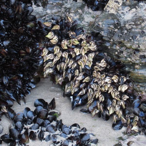 Cucina esclusiva: quanto costa il percebes al kg e come si mangia