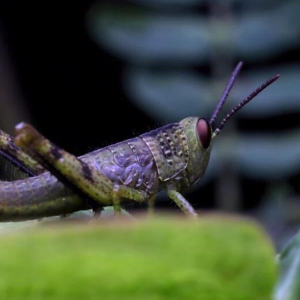 La farina di insetti fa male? Dovresti preoccuparti? Ecco gli aspetti da considerare