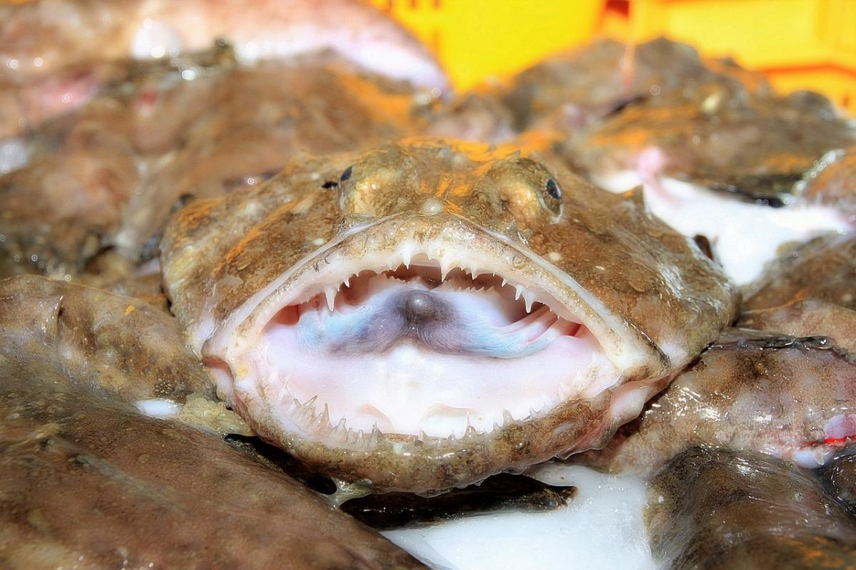 Voglia di mare: ricetta della rana pescatrice con pomodorini