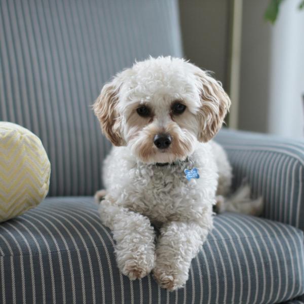 Quali sono i sintomi di alopecia del cane? Cause e cura