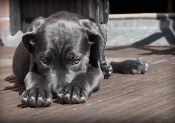 Come riconoscere i veleni per cani? Ecco cosa è letale e cosa dare a un cane avvelenato