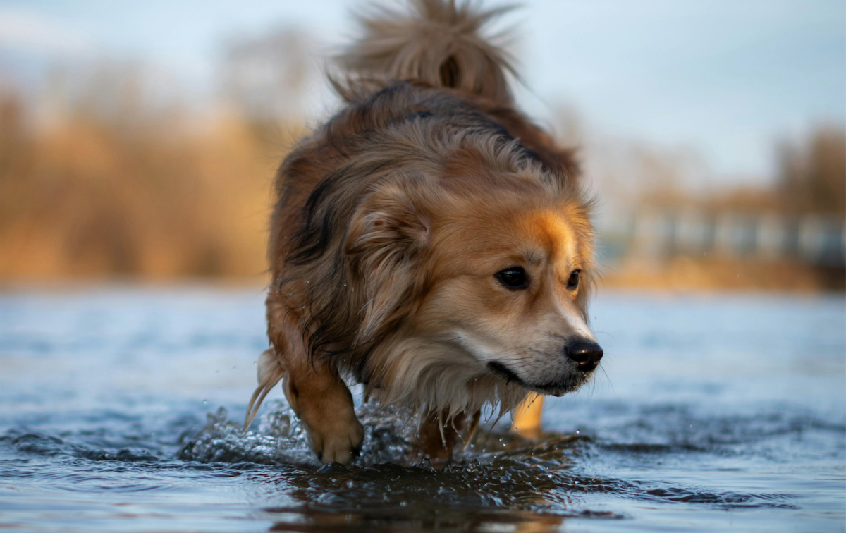 Cosa fare se il mio cane ha paura dell’acqua?