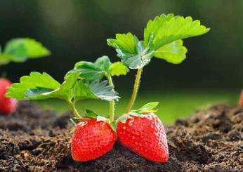 Come coltivare le fragole con l’agricoltura biologica?