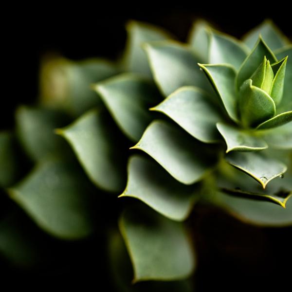 Cosa cura l’aloe? Ecco tutte le caratteristiche di una delle piante curative più importanti