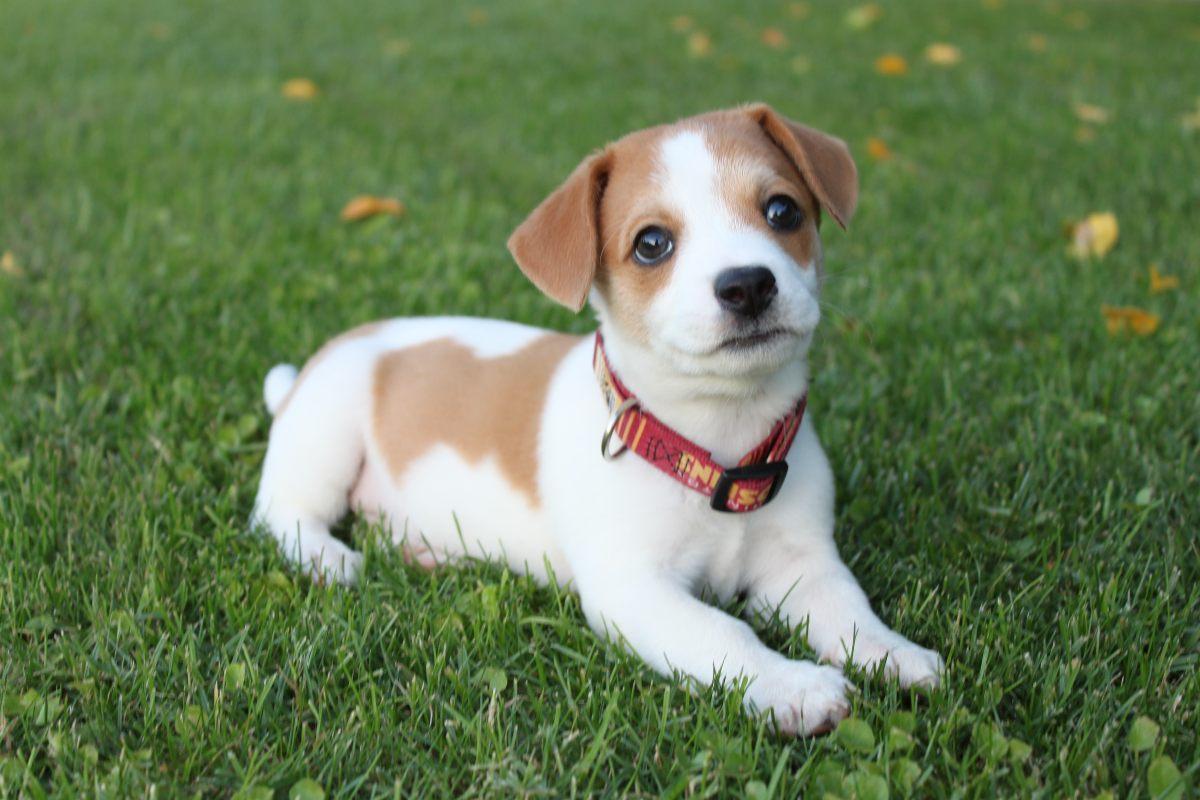 Cosa fare se stai per adottare un cucciolo di cane, ecco alcuni con…