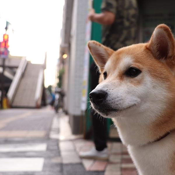 Shiba Inu raccoglie 12 milioni di finanziamenti per la sua nuova rete incentrata sulla privacy