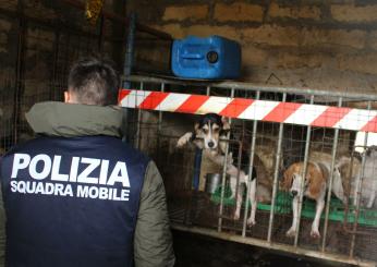 Caltanissetta, 12 cani maltrattati salvati a Niscemi: arrestato l’uomo che gestiva il “lager” degli animali