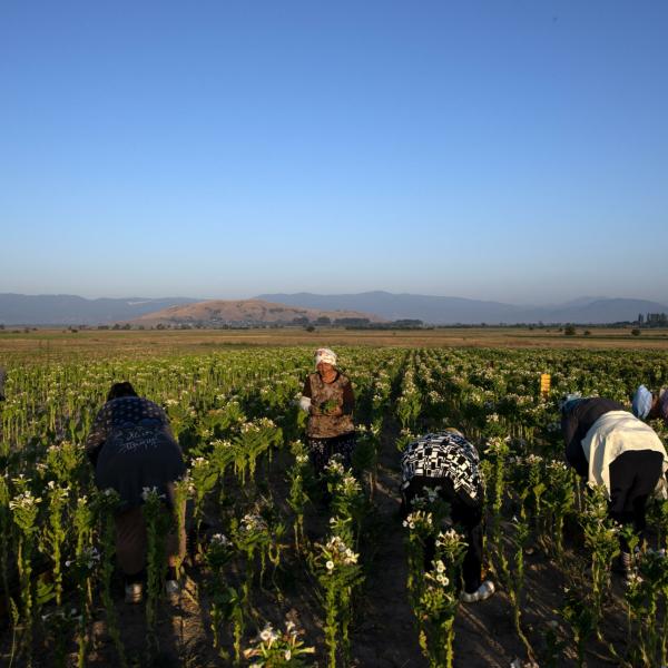 Lavoratori agricoli occasionali: l’INPS comunica le nuove aliquote contributive per il 2024