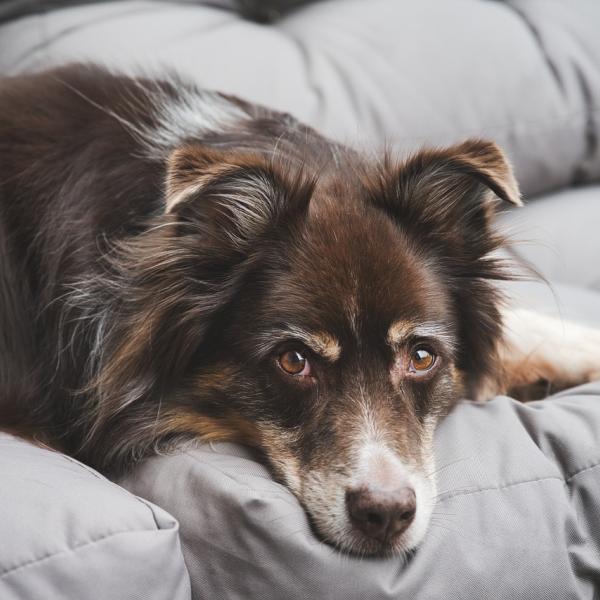 Quando è obbligatorio il vaccino antirabbico per il cane?