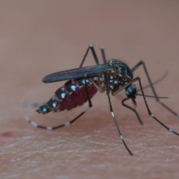 Allarme salute: esplosione dei casi di West Nile in Italia nel 2022, dati e implicazioni