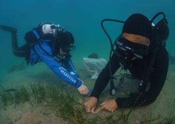 Trapianto sperimentale di Cymodocea nodosa: i vantaggi del progetto ecosostenibile di Terna