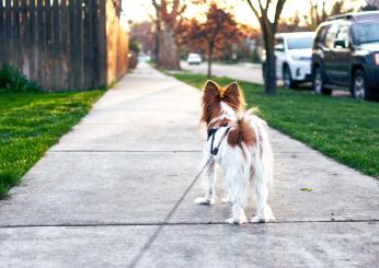 Banda di rapitori di cani in azione a Roma, torna la paura: “Attenzione a un furgone bianco”