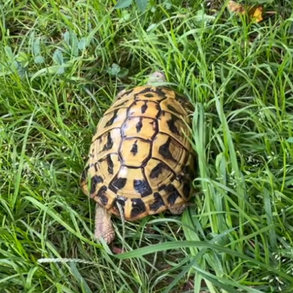 Cosa fare se si trova una tartaruga in giardino o per strada?