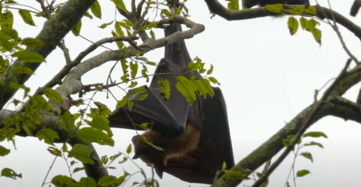 Il virus Nipah arriverà in Italia dall’India? La mappa del contagio e il rischio pandemia