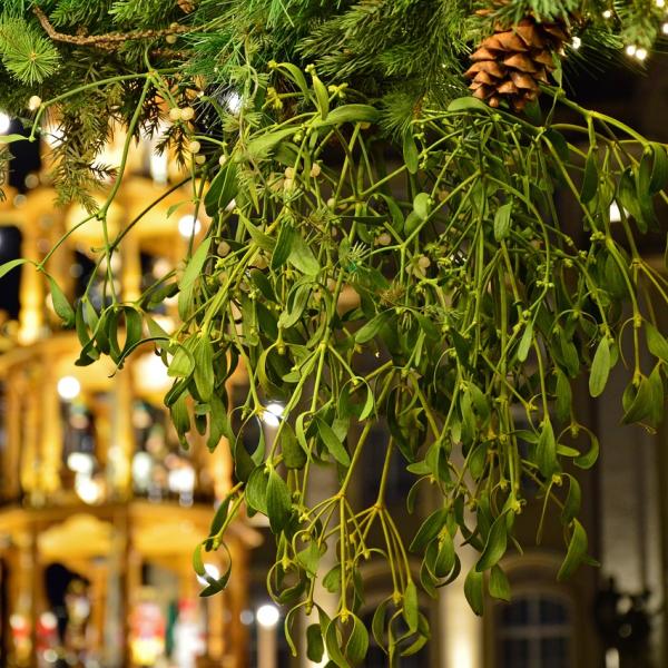 Perché ci si bacia sotto al vischio a Natale e Capodanno? Significato della tradizione