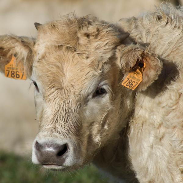 Tubercolosi bovina: cos’è, come si manifesta e quali sono i rischi della malattia sempre più frequente nel Sud Italia