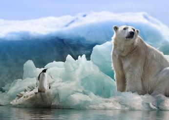 Giornata dell’Orso Polare: storia, significato e iniziative 2024