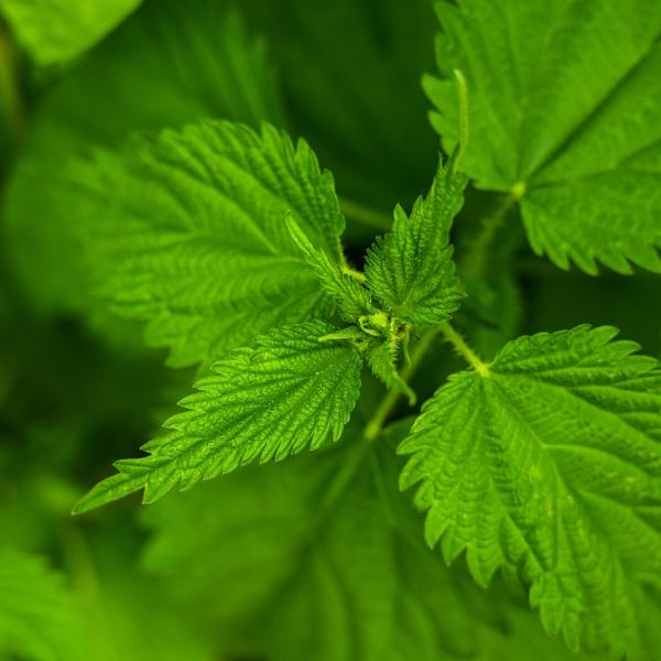 Minestra di ortiche della Valtellina: una bontà da provare