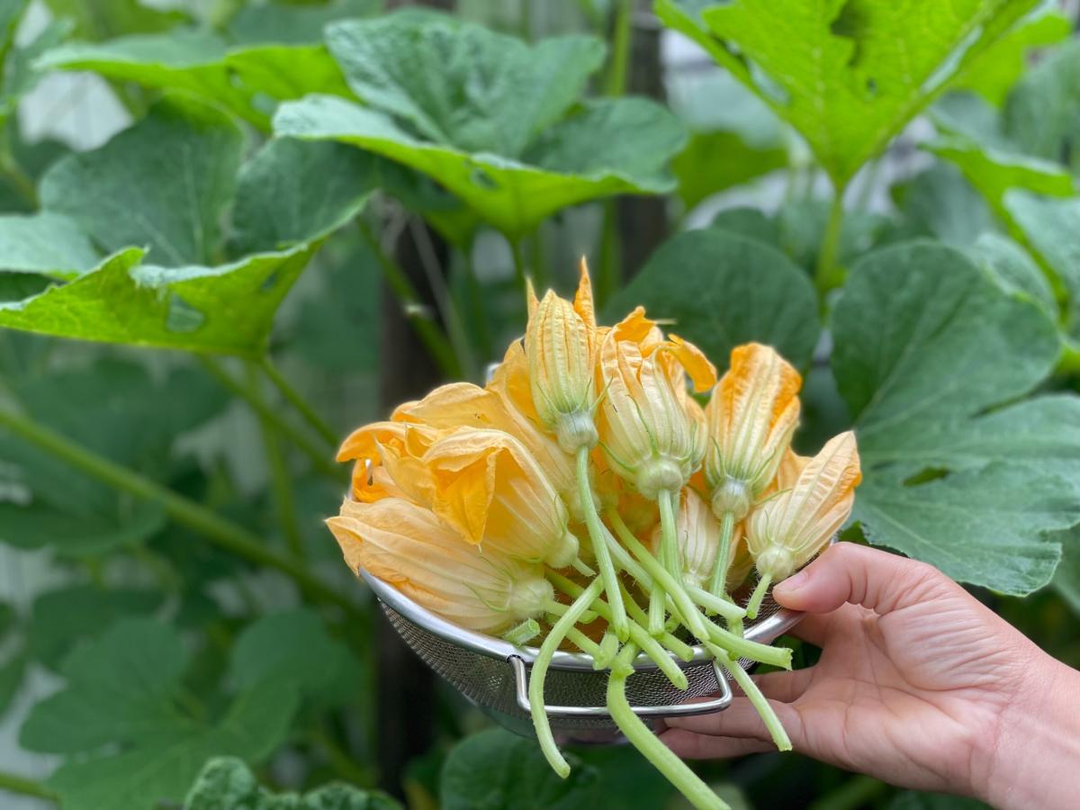 Quante ricette con i fiori di zucca ripieni!