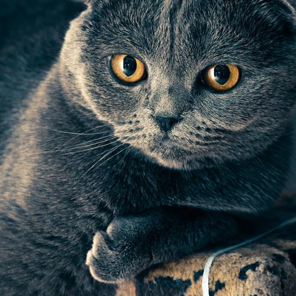 Come sono i gatti Scottish Fold? Ecco di dove sono originari