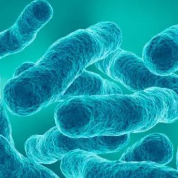 Allarme legionella in Sardegna, morta una donna, cosa sta accadendo