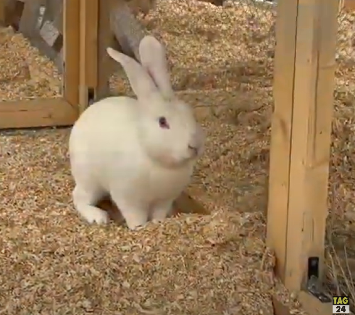 Roma, benedizione animali 2024 in piazza San Pietro: mucche, pecore, asini e pet per festeggiare Sant’Antonio Abate | VIDEO