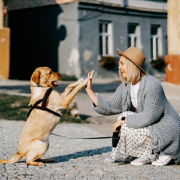 Qual è il miglior cane da tenere in casa? Tutto ciò che c’è da sapere prima di adottare