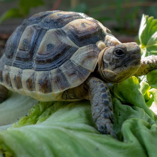 Come faccio a capire se la mia tartaruga di terra è felice? Tutto ciò che c’è da sapere