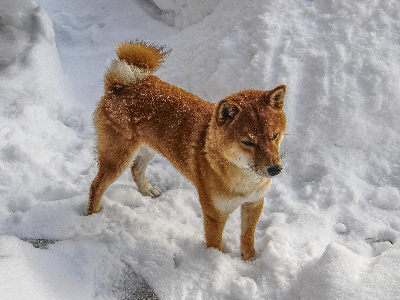 Baby Doge Coin