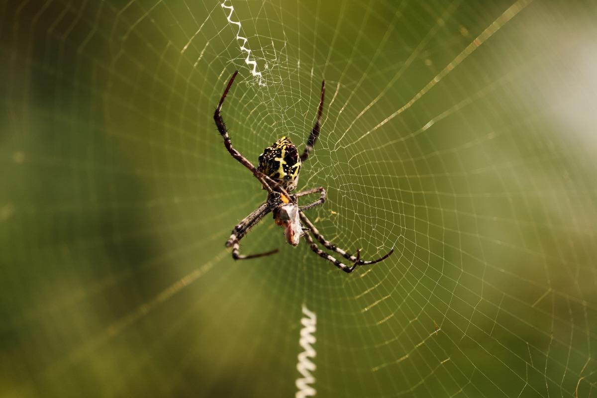 Il ragno più letale del mondo: una nuova scoperta ha sbalordito gli scienziati