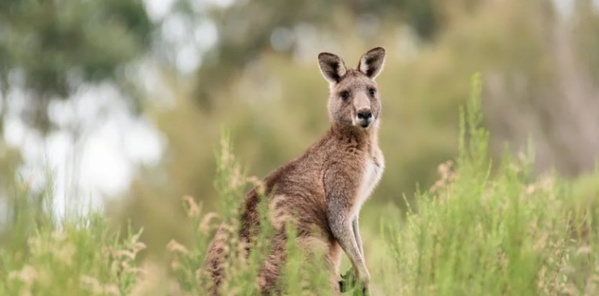 Come ottenere un visto per l’Australia? Tutto quello che dovresti s…