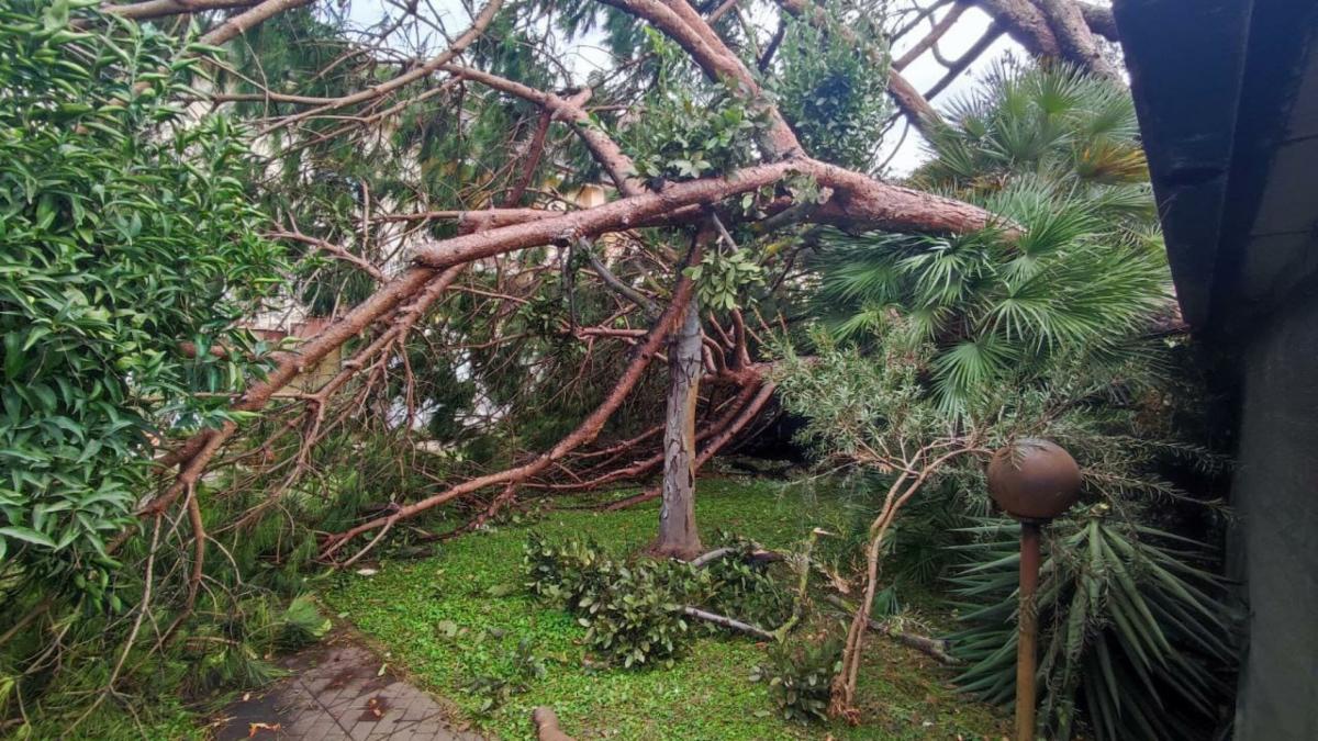 A Roma cadono troppi alberi: tantissime le segnalazioni da parte de…