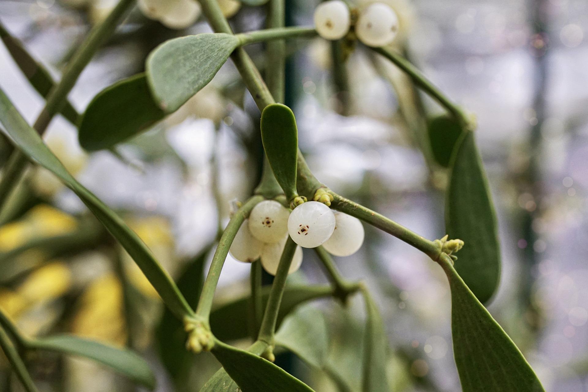 Perché ci si bacia sotto il vischio? Significato e origini della tradizione