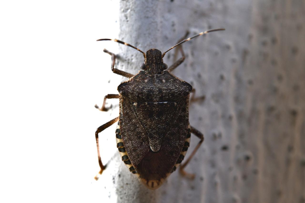 Cosa sono le cimici dei letti e come riconoscerle? I metodi naturali per eliminarle