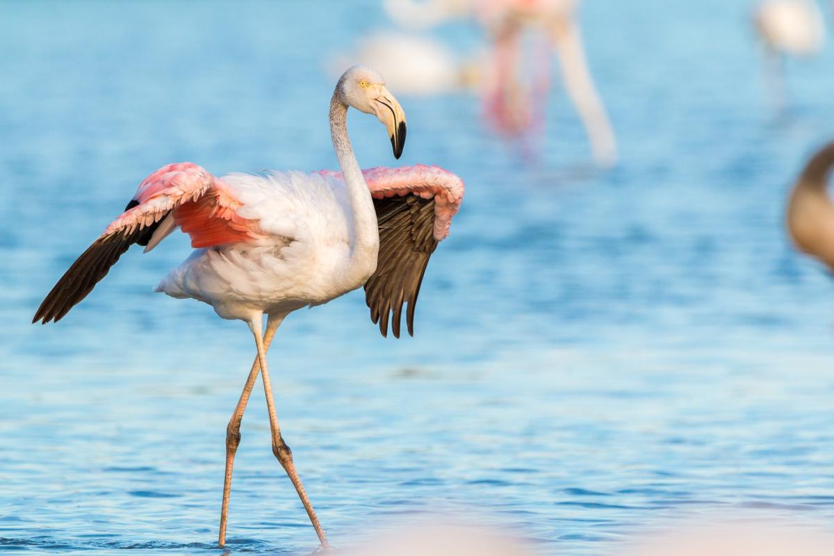 Parco del Delta del Po: adotta un fenicottero e salva la specie