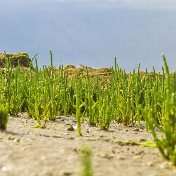 Ricette con la salicornia: ecco come cucinare l’asparago di mare