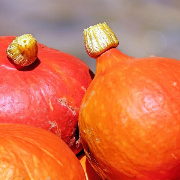 Facili, veloci e buone le ricette con la zucca Hokkaido